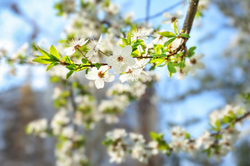 Beautiful blossoming tree branch outdoors