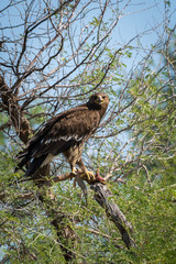 Greater spotted eagle or spotted eagle or Clanga clanga portrait sitting on perch with spiny tailed lizard in his claw at talchappar blackbuck sanctuary, India	