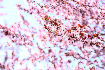 Beautiful blossoming branches outdoors