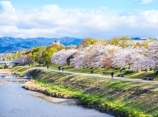 春の京都　鴨川河川敷の桜
