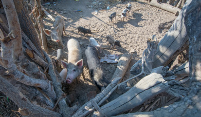 Cows and pigs farm in Zambia Africa