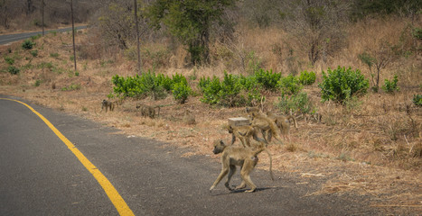 Macaque monkey on streets of Zambia Africa
