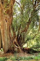 Majestic Metrosideros excelsa tree in Sintra