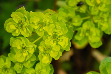 Sun Spurge Inflorescence in Springtime