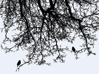 The birds on the tree branches in winter forest