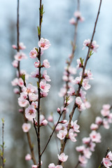 Pink peach flowers on branch.