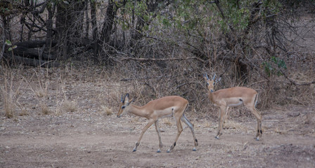 Impala antelope Zambia Africa