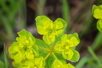 Sun Spurge Inflorescence in Springtime