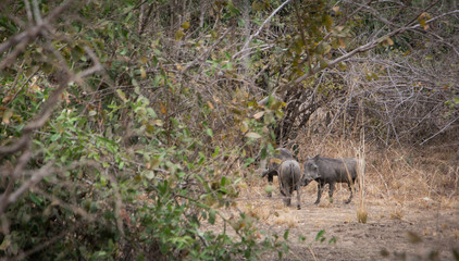 Warthog (Phacochoerus africanus) Zambia Africa