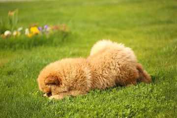 Fototapeta premium Beautiful little dog playing in green yard