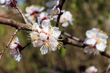 Detail of blossom apricot tree