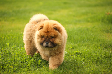 Beautiful little dog playing in green yard