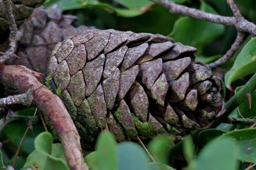 beautiful pine cone on green leaves close up