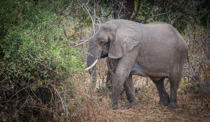 Fototapeta premium Elephants Zambia Africa