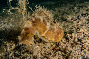 Sea ​​horse in the Red Sea Colorful and beautiful, Eilat Israel