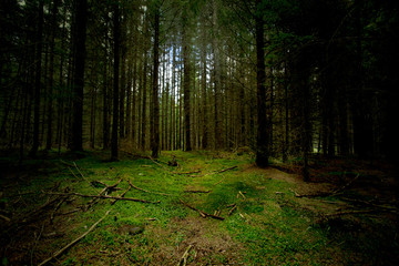 Obraz premium morning in the forest