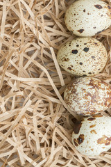 Quail spotted eggs lie on paper strips in the form of hay