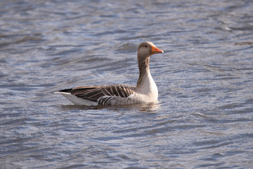 Greylag Goose in the Weerribben the Netherlands.