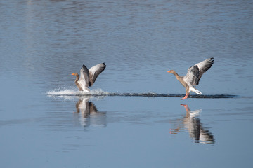 Greylag Goose in the Weerribben the Netherlands.