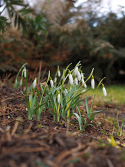 spring
