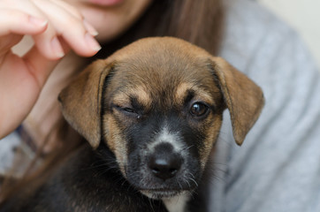 Filhote de cachorro de 03 meses tirada de frente, piscando olho direito, foto pegando o rosto todo e parte do tronco, focado no rosto. No colo da m&atilde;e adotiva com a m&atilde;o parcialmente vis&iacute;vel sobre a or