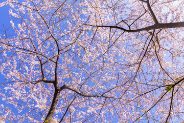 Obraz premium 満開の桜の花