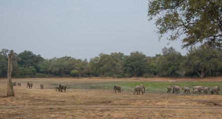 Naklejka na ściany i meble Elephants Zambia Africa