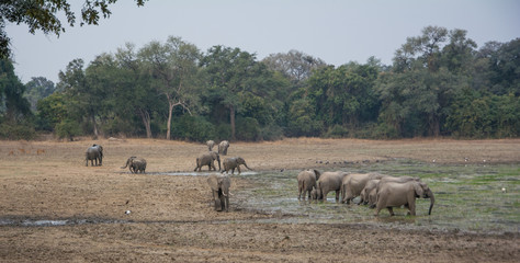 Obraz na płótnie Canvas Elephants Zambia Africa