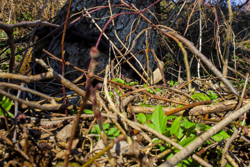 tree chained photography
