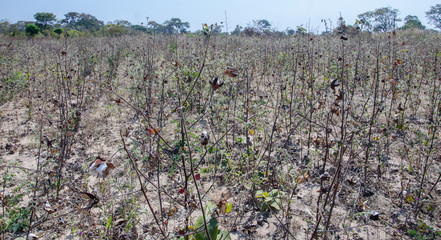 Cotton field Zambia