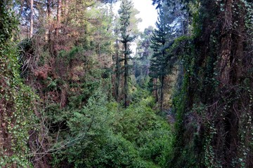 Fototapeta premium beautiful view of trees entwined with various plants