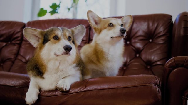 Two cute corgi dogs on a sofa