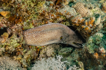 Moray eel Mooray lycodontis undulatus in the Red Sea, eilat israel