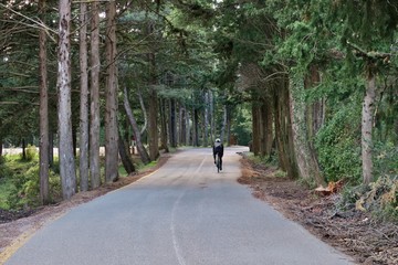 cycling along a forest road on a sunny day