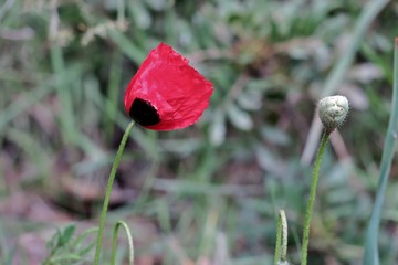 beautiful red poppy in green grass in a field