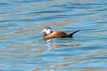 White-headed Duck ( Oxyura leucocephala) in Spain.
