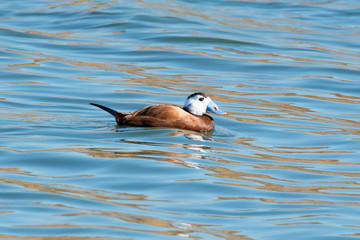 White-headed Duck ( Oxyura leucocephala) in Spain.