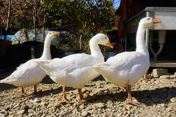 Geese in the village