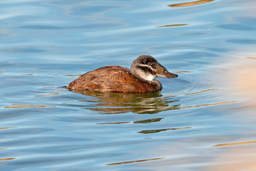 White-headed Duck ( Oxyura leucocephala) in Spain.
