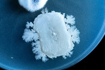 A detailed view of a microorganism colony growing inside a petri dish isolated against a black background, scientific research concept.