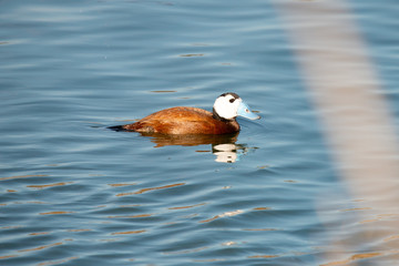 White-headed Duck ( Oxyura leucocephala) in Spain.