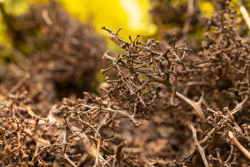 A closeup view of a person chopping old grape scraps