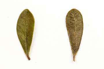 A close up view of two Bearberry uva-ursi leaves isolated against a white background at different stages of the drying process. Dried Bearberry leaves are commonly used in drinking tea