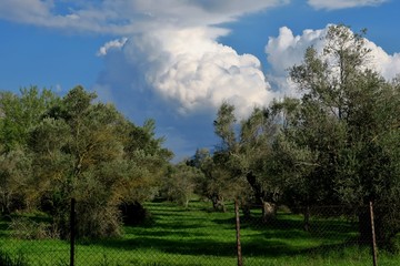 beautiful view of the fluffy clouds and the lawn with olive trees
