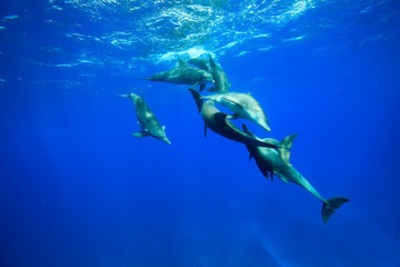 小笠原の海を泳ぐミナミハンドウイルカの群れ © shota