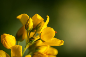 Yellow flower close-up in nature