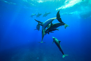 Obraz na płótnie Canvas 小笠原の海を泳ぐミナミハンドウイルカの群れ