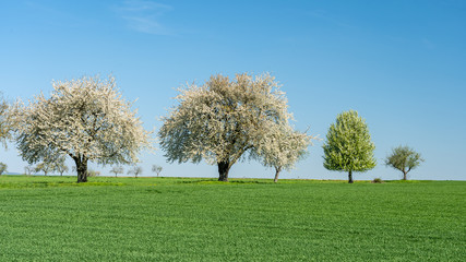 flowering apple trees during springtime in frankfurt