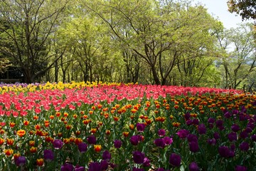 Fototapeta na wymiar 日本で春に撮影したチューリップ