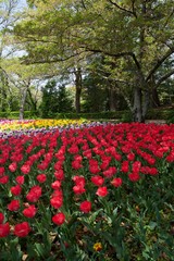 日本で春に撮影したチューリップ